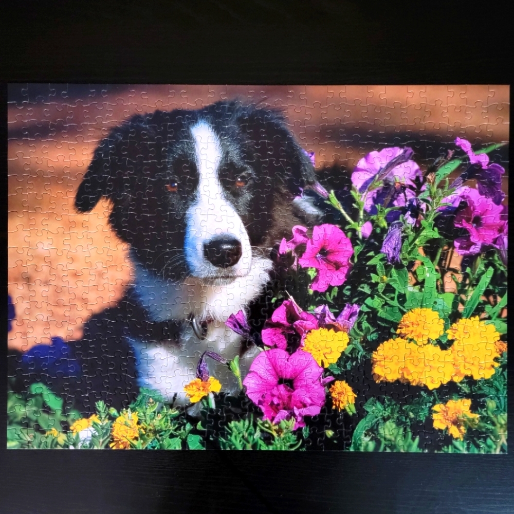 Sure-Lox Border Collie with Petunias 500 Piece Jigsaw Puzzle with Back Image